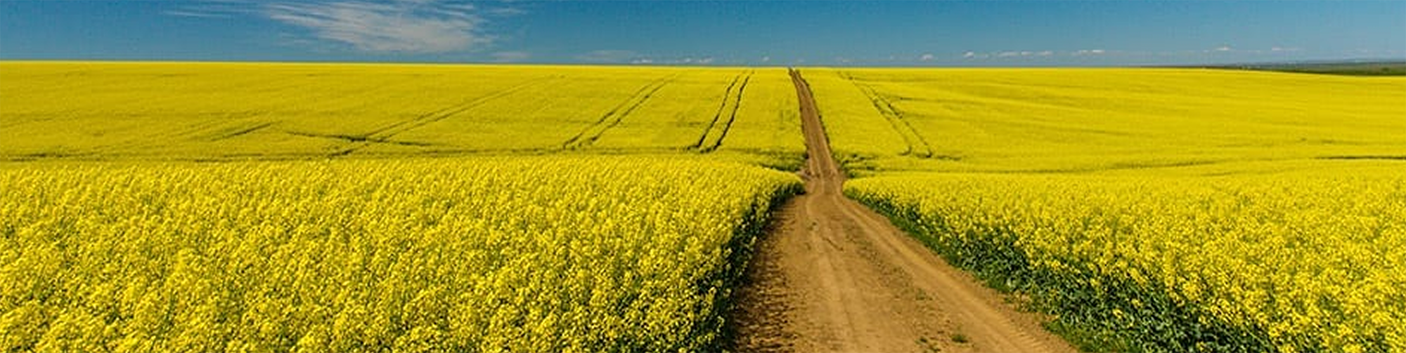 why-canola-image3